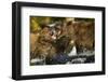 Brown Bear, Katmai National Park, Alaska-Paul Souders-Framed Photographic Print