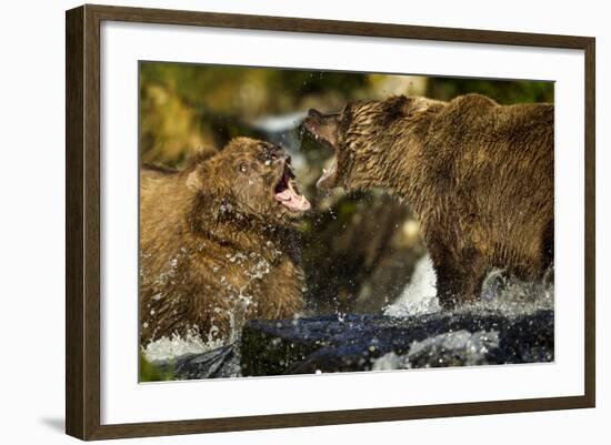 Brown Bear, Katmai National Park, Alaska-Paul Souders-Framed Photographic Print