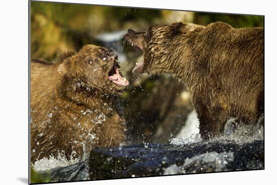 Brown Bear, Katmai National Park, Alaska-Paul Souders-Mounted Photographic Print