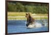 Brown Bear, Katmai National Park, Alaska-Paul Souders-Framed Photographic Print