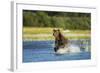 Brown Bear, Katmai National Park, Alaska-Paul Souders-Framed Photographic Print