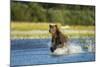 Brown Bear, Katmai National Park, Alaska-Paul Souders-Mounted Photographic Print