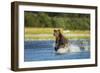 Brown Bear, Katmai National Park, Alaska-Paul Souders-Framed Photographic Print