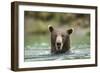 Brown Bear, Katmai National Park, Alaska-Paul Souders-Framed Photographic Print