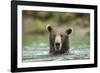 Brown Bear, Katmai National Park, Alaska-Paul Souders-Framed Photographic Print