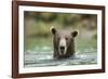 Brown Bear, Katmai National Park, Alaska-Paul Souders-Framed Photographic Print