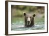 Brown Bear, Katmai National Park, Alaska-Paul Souders-Framed Photographic Print