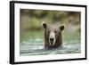 Brown Bear, Katmai National Park, Alaska-Paul Souders-Framed Photographic Print