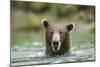 Brown Bear, Katmai National Park, Alaska-Paul Souders-Mounted Photographic Print