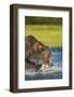 Brown Bear, Katmai National Park, Alaska-Paul Souders-Framed Photographic Print