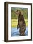 Brown Bear, Katmai National Park, Alaska-Paul Souders-Framed Photographic Print