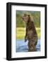 Brown Bear, Katmai National Park, Alaska-Paul Souders-Framed Photographic Print