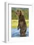 Brown Bear, Katmai National Park, Alaska-Paul Souders-Framed Photographic Print