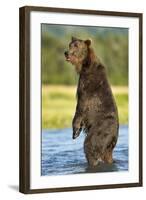 Brown Bear, Katmai National Park, Alaska-Paul Souders-Framed Photographic Print