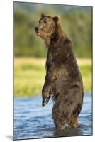 Brown Bear, Katmai National Park, Alaska-Paul Souders-Mounted Photographic Print