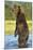 Brown Bear, Katmai National Park, Alaska-Paul Souders-Mounted Photographic Print