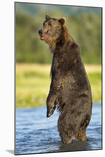 Brown Bear, Katmai National Park, Alaska-Paul Souders-Mounted Photographic Print