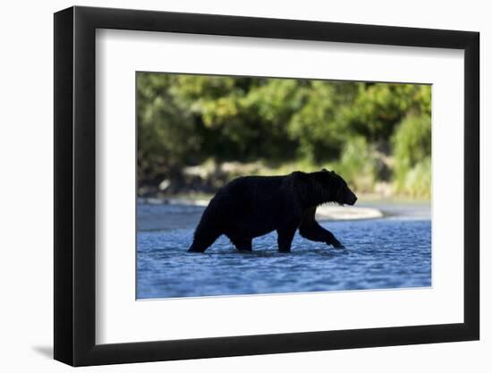 Brown Bear, Katmai National Park, Alaska-Paul Souders-Framed Photographic Print