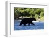 Brown Bear, Katmai National Park, Alaska-Paul Souders-Framed Photographic Print