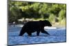 Brown Bear, Katmai National Park, Alaska-Paul Souders-Mounted Photographic Print