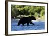 Brown Bear, Katmai National Park, Alaska-Paul Souders-Framed Photographic Print