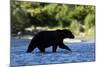 Brown Bear, Katmai National Park, Alaska-Paul Souders-Mounted Photographic Print