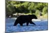 Brown Bear, Katmai National Park, Alaska-Paul Souders-Mounted Photographic Print