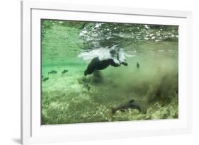 Brown Bear, Katmai National Park, Alaska-Paul Souders-Framed Photographic Print