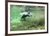 Brown Bear, Katmai National Park, Alaska-Paul Souders-Framed Photographic Print