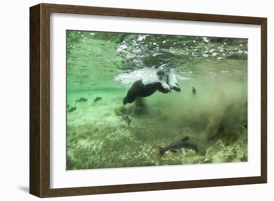 Brown Bear, Katmai National Park, Alaska-Paul Souders-Framed Photographic Print