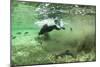 Brown Bear, Katmai National Park, Alaska-Paul Souders-Mounted Photographic Print