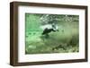 Brown Bear, Katmai National Park, Alaska-Paul Souders-Framed Photographic Print