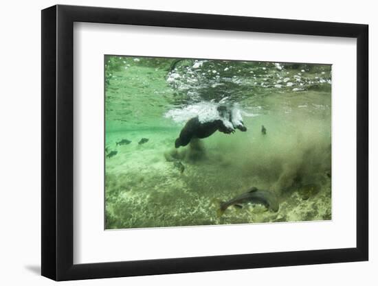 Brown Bear, Katmai National Park, Alaska-Paul Souders-Framed Photographic Print