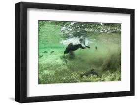 Brown Bear, Katmai National Park, Alaska-Paul Souders-Framed Photographic Print