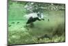 Brown Bear, Katmai National Park, Alaska-Paul Souders-Mounted Photographic Print