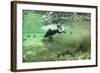 Brown Bear, Katmai National Park, Alaska-Paul Souders-Framed Photographic Print