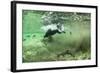 Brown Bear, Katmai National Park, Alaska-Paul Souders-Framed Photographic Print