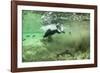 Brown Bear, Katmai National Park, Alaska-Paul Souders-Framed Photographic Print