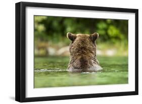 Brown Bear, Katmai National Park, Alaska-Paul Souders-Framed Photographic Print