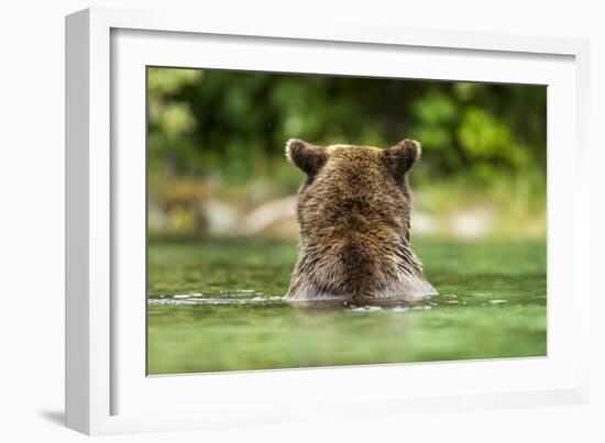 Brown Bear, Katmai National Park, Alaska-Paul Souders-Framed Photographic Print