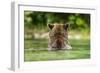 Brown Bear, Katmai National Park, Alaska-Paul Souders-Framed Photographic Print