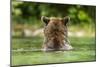 Brown Bear, Katmai National Park, Alaska-Paul Souders-Mounted Photographic Print