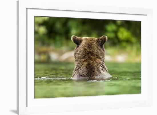 Brown Bear, Katmai National Park, Alaska-Paul Souders-Framed Photographic Print