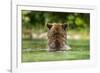 Brown Bear, Katmai National Park, Alaska-Paul Souders-Framed Photographic Print