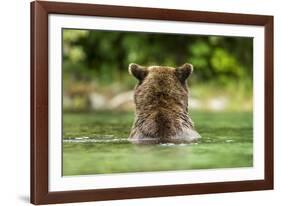 Brown Bear, Katmai National Park, Alaska-Paul Souders-Framed Photographic Print