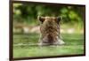 Brown Bear, Katmai National Park, Alaska-Paul Souders-Framed Photographic Print