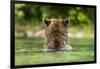 Brown Bear, Katmai National Park, Alaska-Paul Souders-Framed Photographic Print