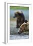 Brown Bear, Katmai National Park, Alaska-Paul Souders-Framed Photographic Print