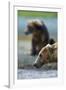 Brown Bear, Katmai National Park, Alaska-Paul Souders-Framed Photographic Print