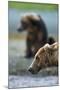 Brown Bear, Katmai National Park, Alaska-Paul Souders-Mounted Photographic Print